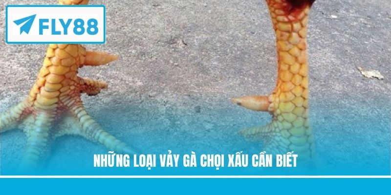 Những loại vảy gà chọi xấu cần biết